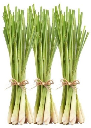 LEMON GRASS OIL/10 ml