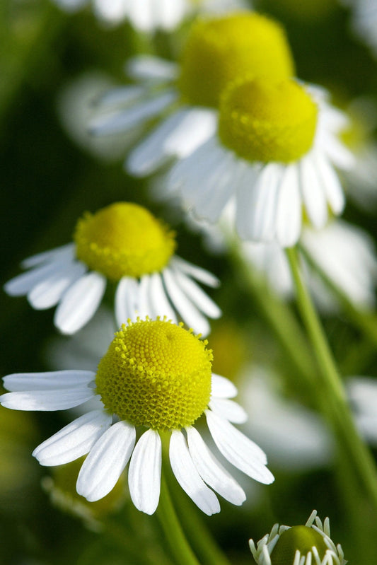 Roman Chamomile Essential Oil/10 ml